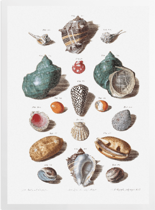 'Shells 9' Art Prints