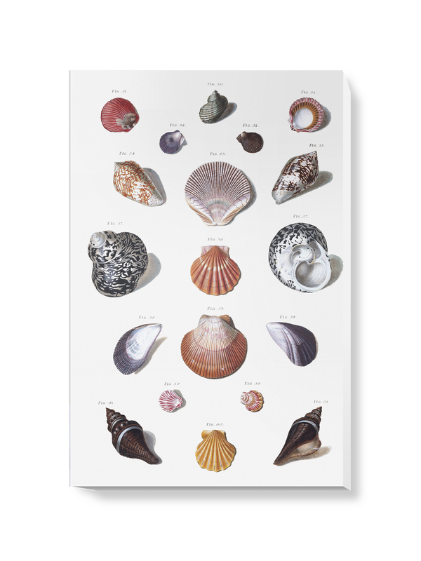 'Shells 10' Canvas Wall Art