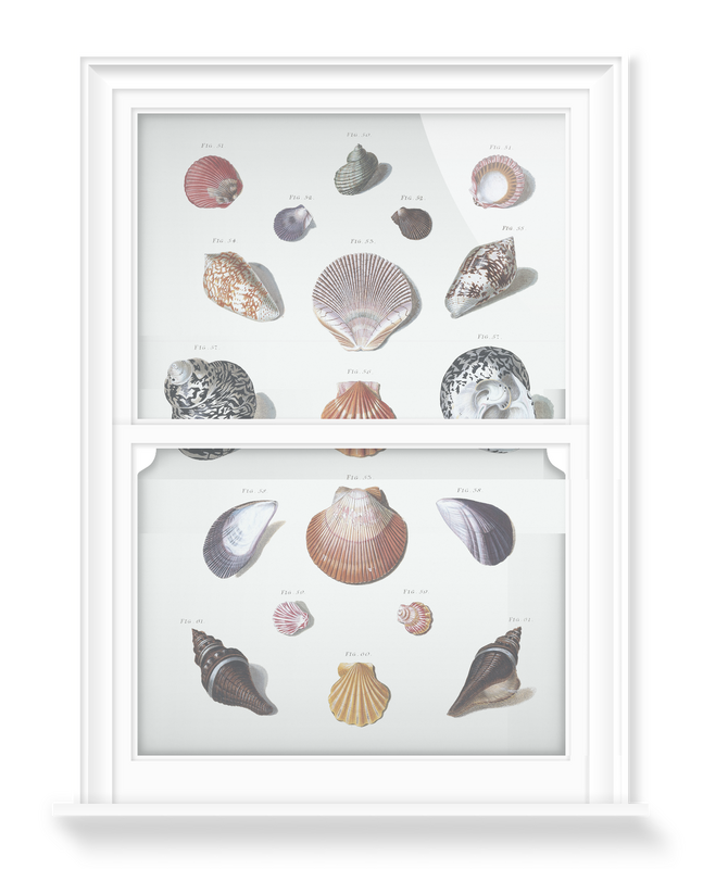 'Shells 10' Decorative Window Films