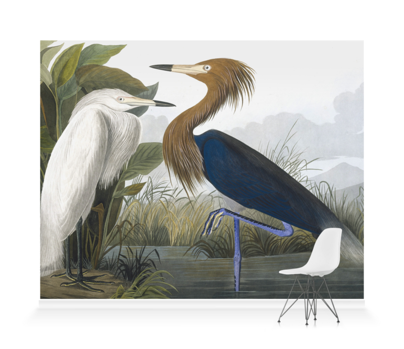 'Reddish Egret, Egretta Rufescens' Wallpaper Mural
