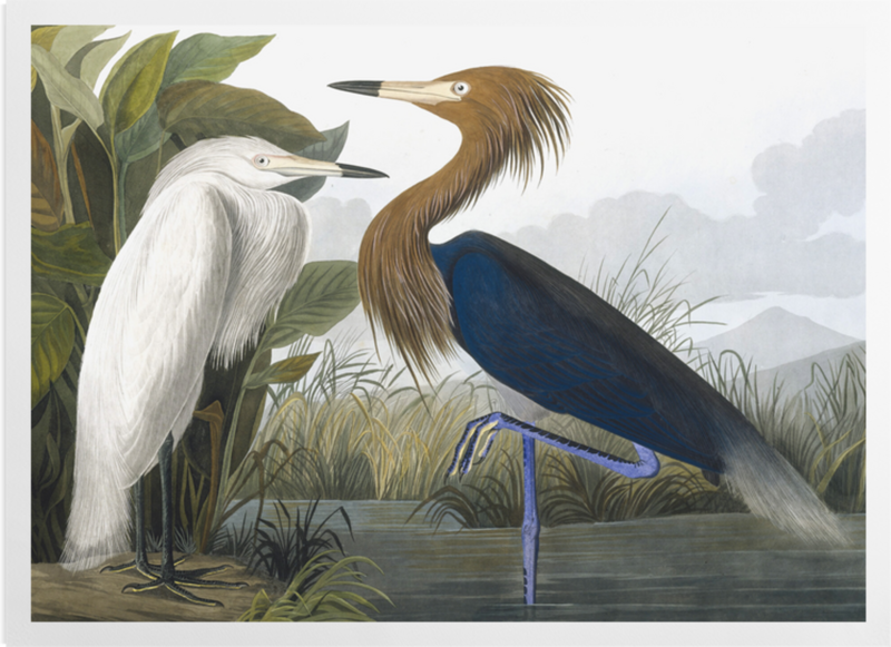'Reddish Egret, Egretta Rufescens' Art Prints