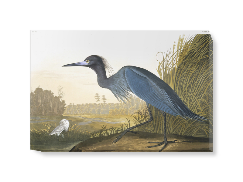 'Little Blue Heron, Egretta Caerulea' Canvas Wall Art
