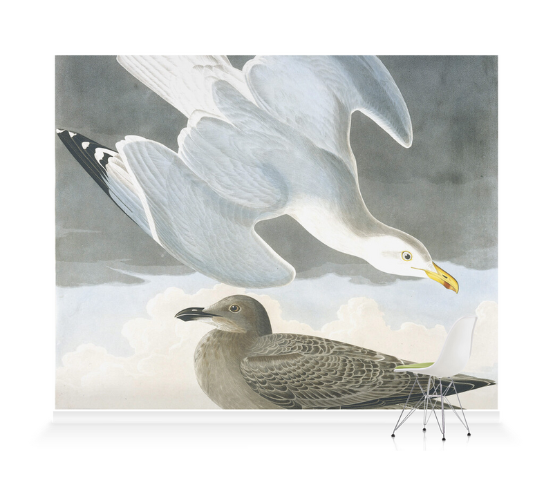'Herring Gull, Larus Argentatus' Wallpaper Mural