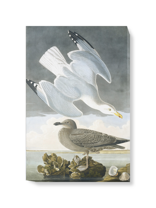 'Herring Gull, Larus Argentatus' Canvas Wall Art