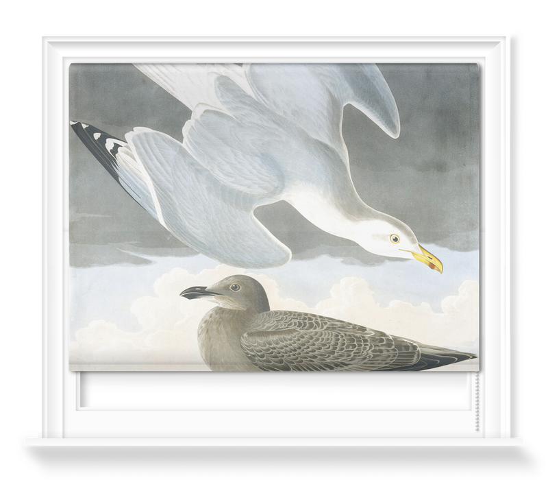 'Herring Gull, Larus Argentatus' Roller Blind