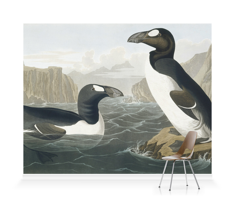 'Greek Auk, Pinguinus Impennis' Wallpaper Mural
