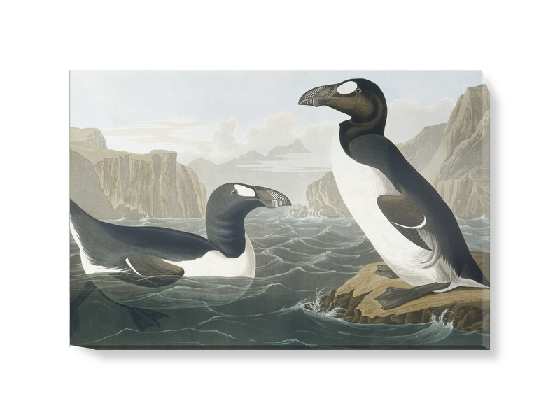 'Greek Auk, Pinguinus Impennis' Canvas Wall Art