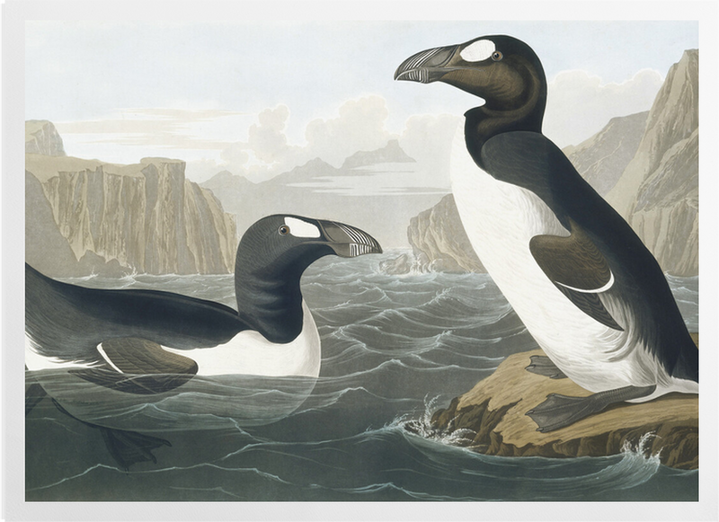 'Greek Auk, Pinguinus Impennis' Art Prints