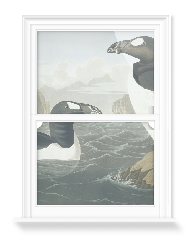 'Greek Auk, Pinguinus Impennis' Decorative Window Films