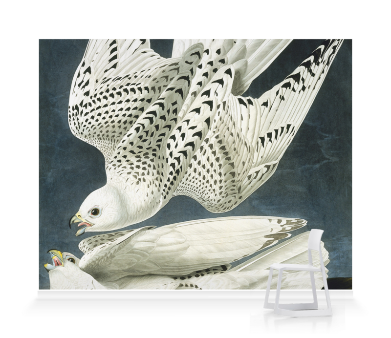 'Gyrfalcon, Falco Rusticolus' Wallpaper Mural