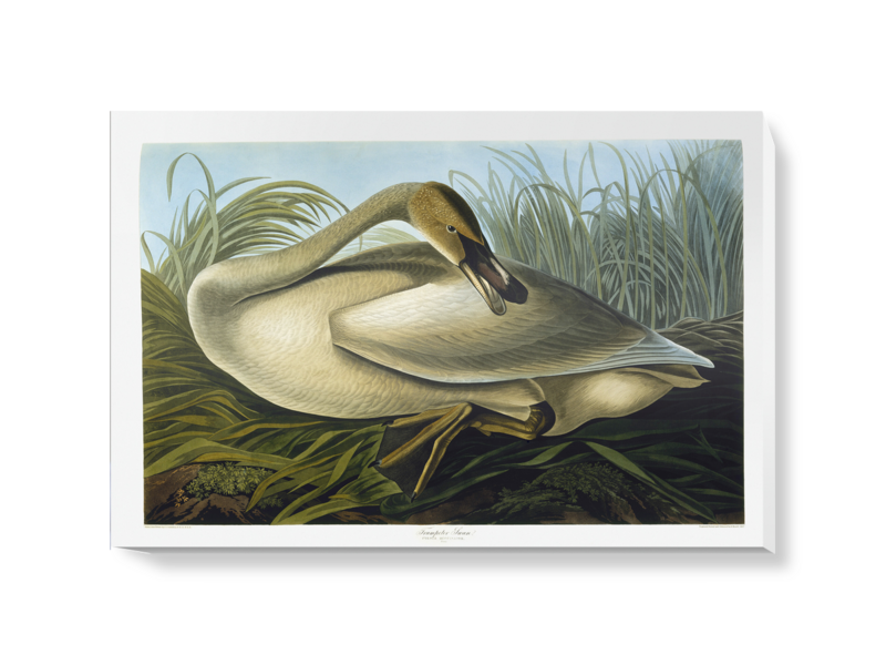 'Trumpeter Swan, Cygnus Buccinator Richardson' Canvas wall art