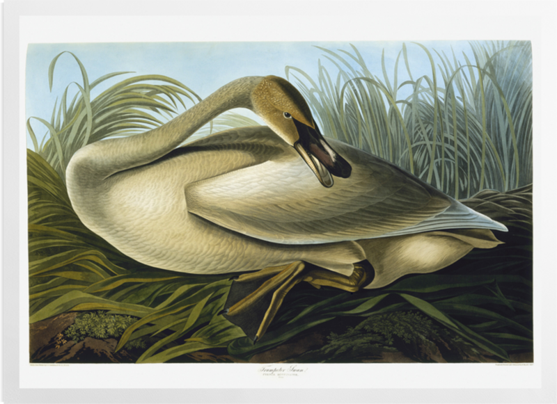 'Trumpeter Swan, Cygnus Buccinator Richardson' Art prints