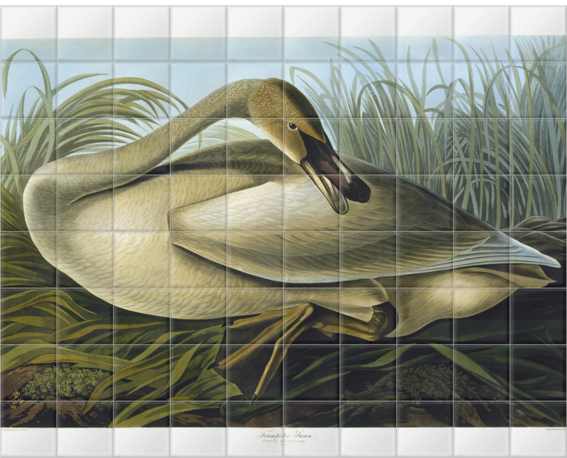 'Trumpeter Swan, Cygnus Buccinator Richardson' Ceramic Tile Murals