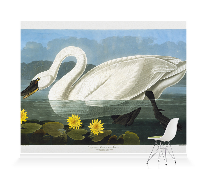 'Tundra Swan, Cygnus Columbianus' Wallpaper Mural