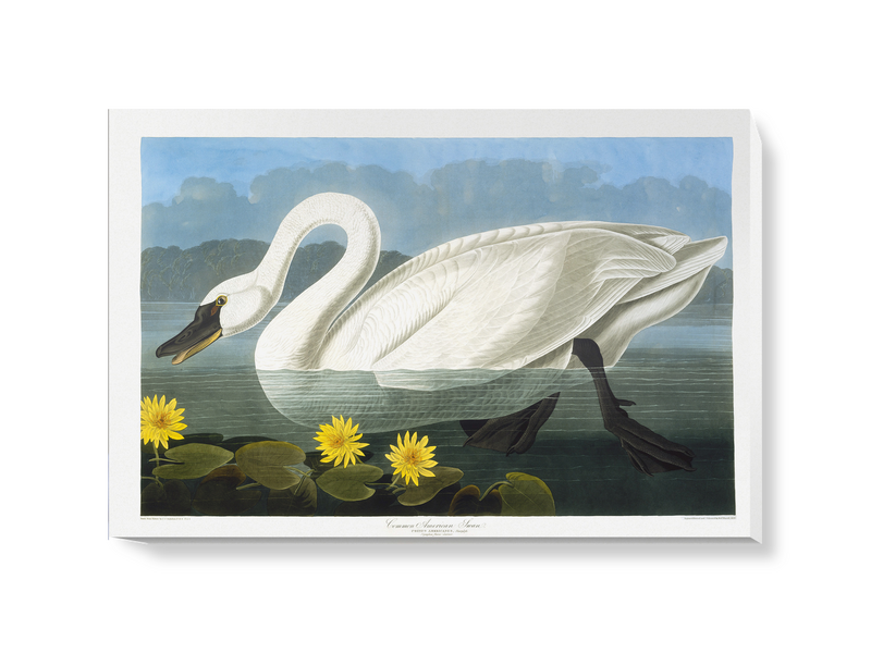 'Tundra Swan, Cygnus Columbianus' Canvas Wall Art