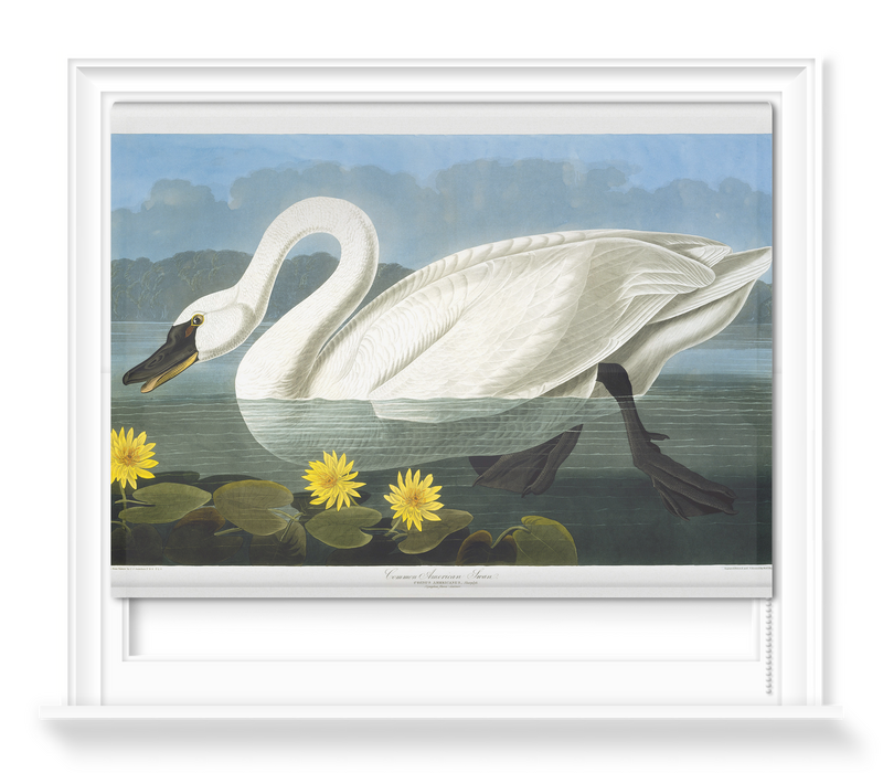 'Tundra Swan, Cygnus Columbianus' Roller Blind