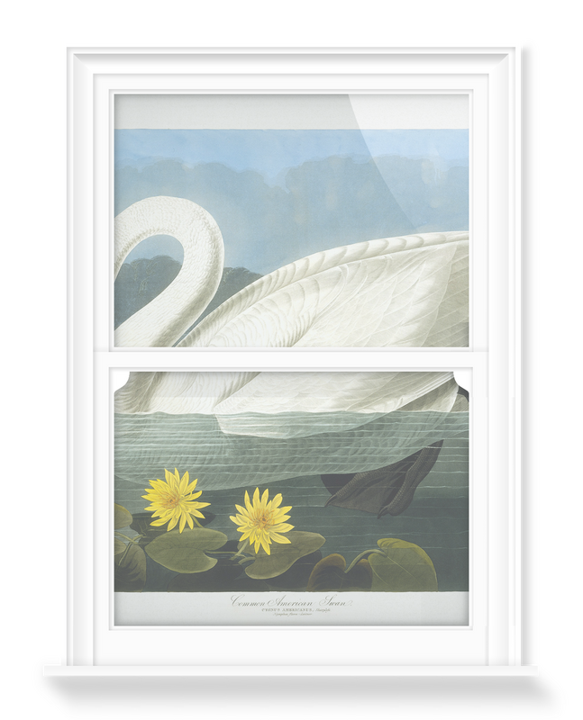 'Tundra Swan, Cygnus Columbianus' Decorative Window Films