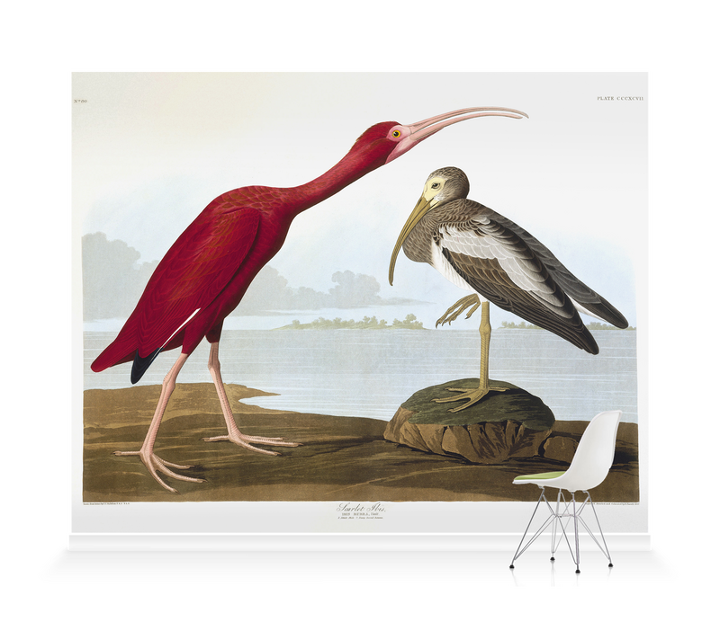 'Scarlet Ibis, Eudocimus Ruber' Wallpaper Mural