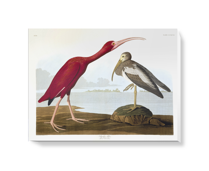'Scarlet Ibis, Eudocimus Ruber' Canvas Wall Art