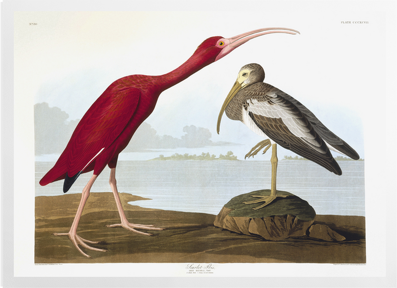 'Scarlet Ibis, Eudocimus Ruber' Art Prints