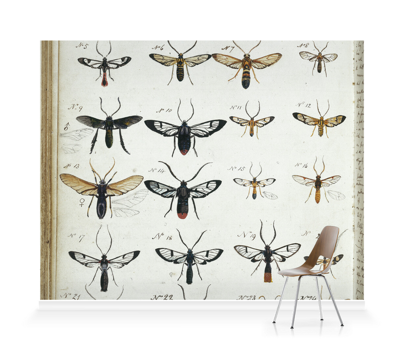 'Coloured Sketches of Insects' Wallpaper Murals