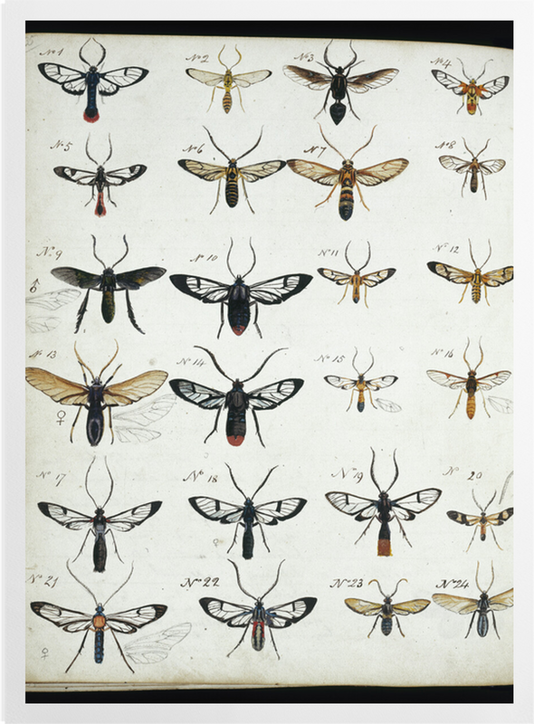'Coloured Sketches of Insects' Art prints