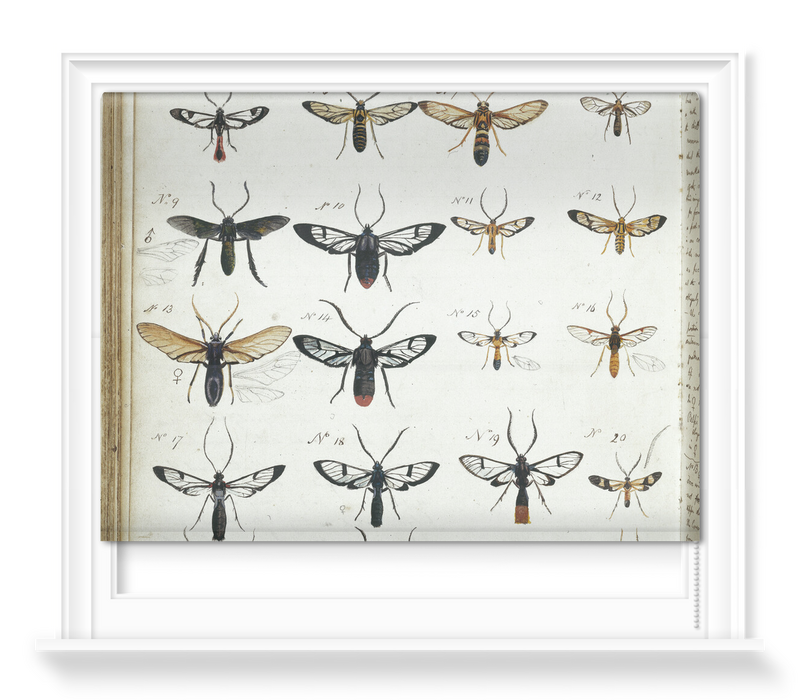 'Coloured Sketches of Insects' Roller Blinds