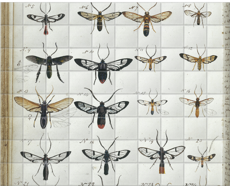 'Coloured Sketches of Insects' Ceramic Tile Murals