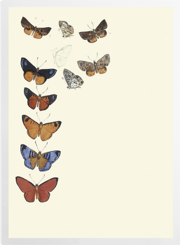 'Butterflies' Art prints