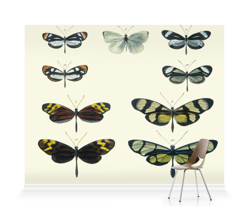 'Mimicry Among Butterflies' Wallpaper Murals