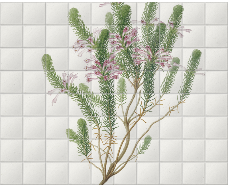 'Plate 68 Drawings of Kew Plants' Ceramic Tile Murals
