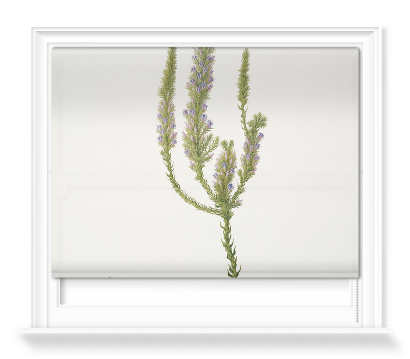 'Andersonia Caerulea, Foxtail' Roller Blinds
