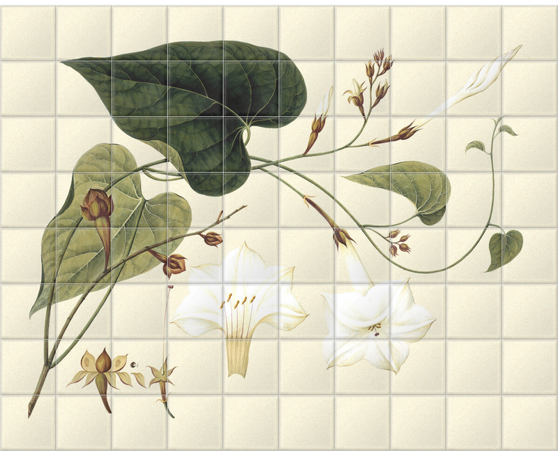 'Ipomoea Laba, Moonflower' Ceramic Tile Murals