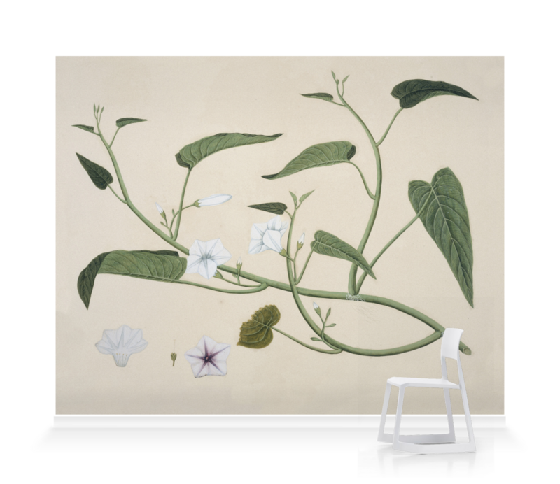 'Chinese Water Spinach Reeves Collection' Wallpaper Murals