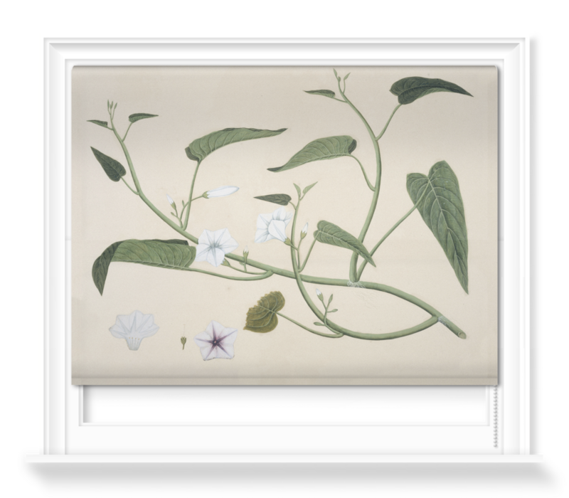 'Chinese Water Spinach Reeves Collection' Roller Blinds