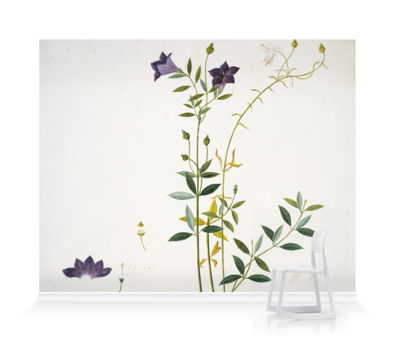 'Plate 626 Reeves Collection' Wallpaper Murals