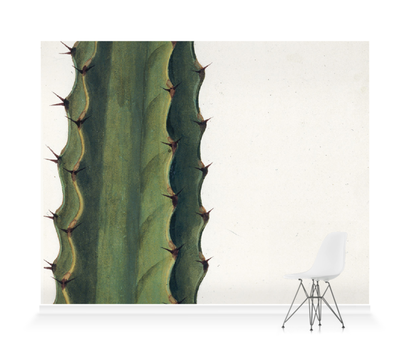 Cactus Wallpaper Mural Surfaceview