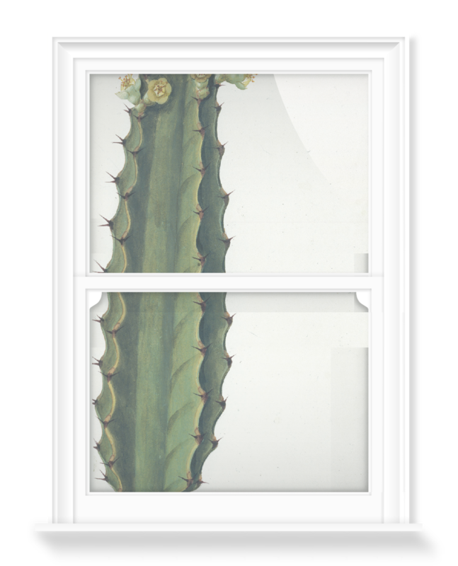 'Cactus' Decorative Window Film