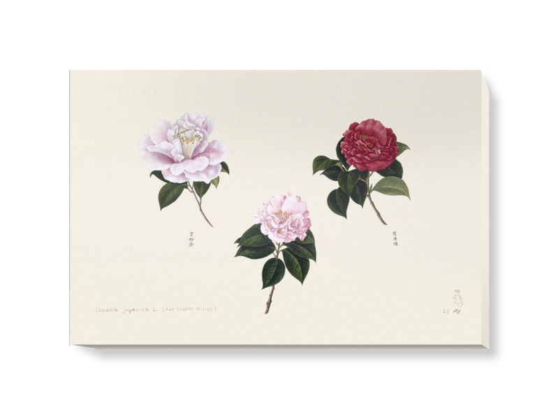 'Plate 86 Reeves Collection' Canvas wall art