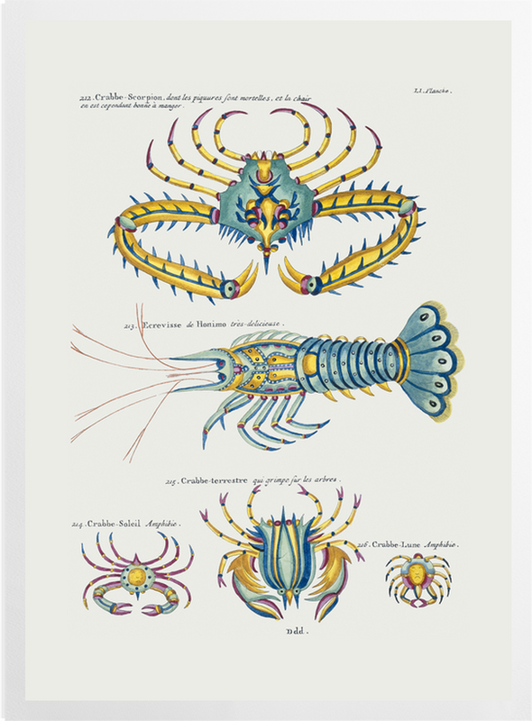 'Various Crustaceans' Art Prints