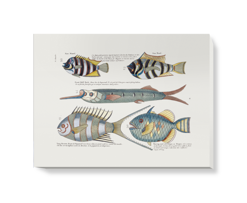 'Various Fish' Canvas wall art
