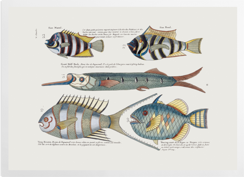 'Various Fish' Art prints