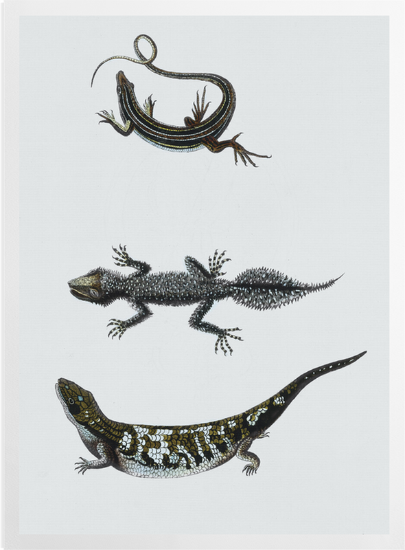 'Reptile II' Art prints