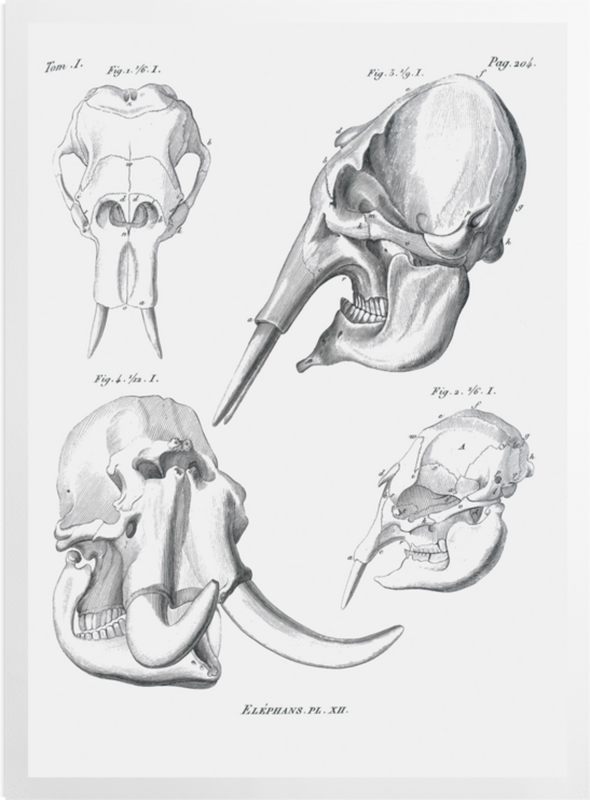 'Elephant Skulls' Art prints