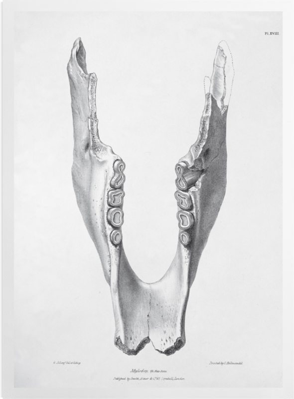 'Jawbone of Mylodon Darwinii' Art prints