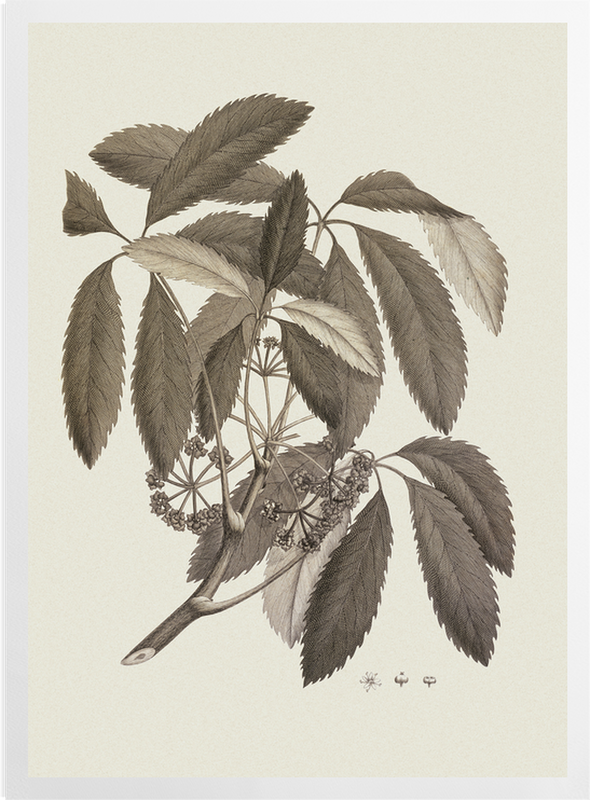 'Pseudopanax Arboreus' Art Prints