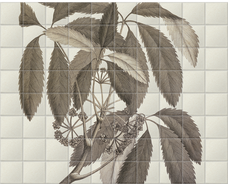 'Pseudopanax Arboreus' Ceramic Tile Mural