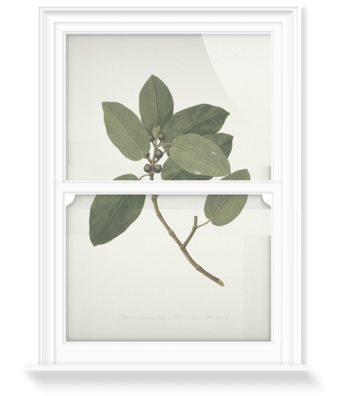 'Ficus Opposita' Decorative Window Film
