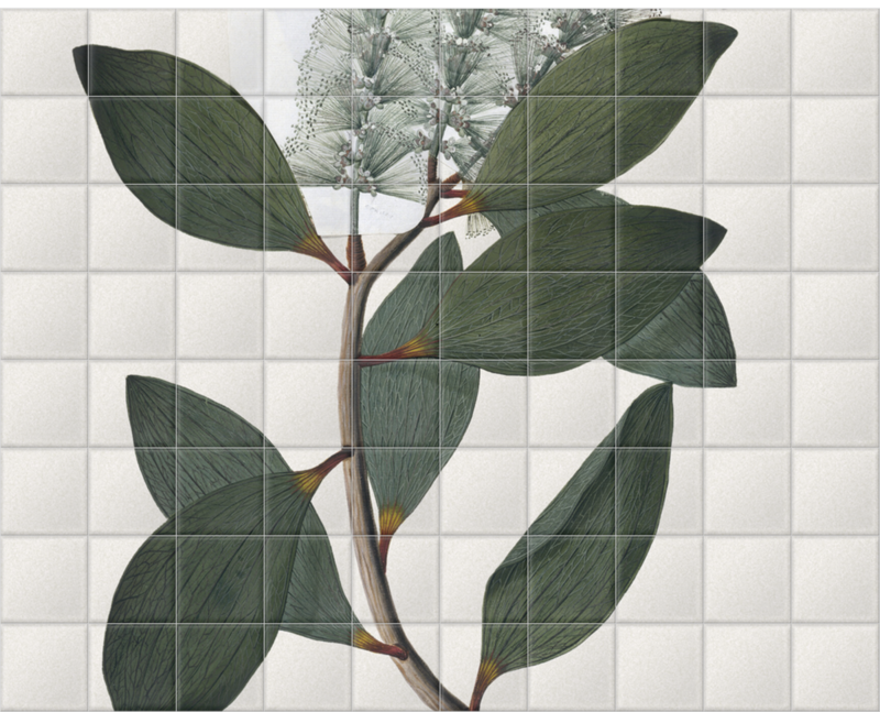 'Melaleuca Viridiflora' Ceramic Tile Murals