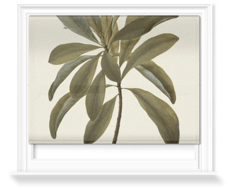 'Buchanania Arborescens' Roller Blind